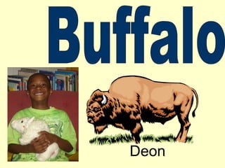 Buffalo Deon 