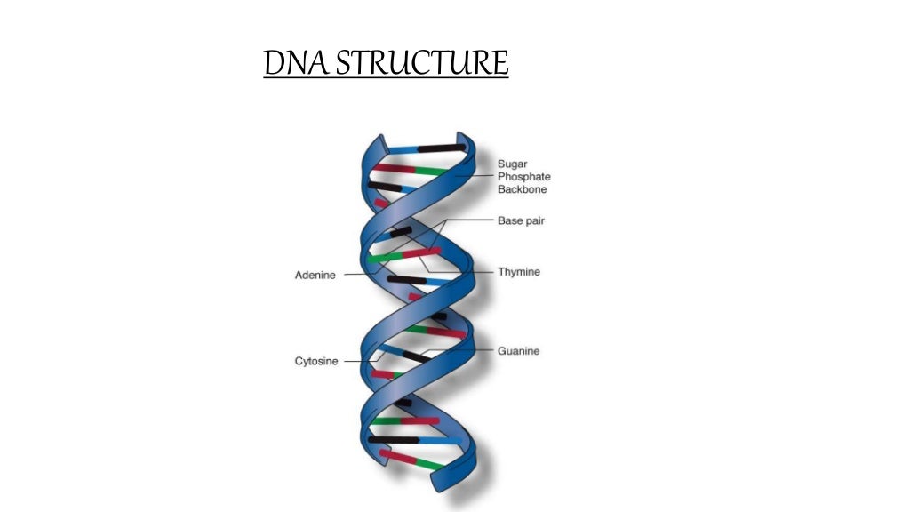 Deoxyribonucleic acid