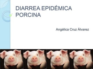 DIARREA EPIDÉMICA
PORCINA
Angélica Cruz Álvarez

 