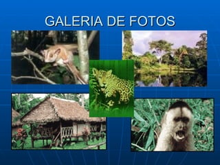 GALERIA DE FOTOS 