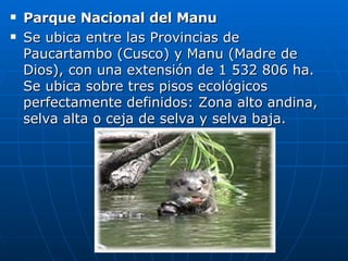 Parque Nacional del Manu   Se ubica entre las Provincias de Paucartambo (Cusco) y Manu (Madre de Dios), con una extensión de 1 532 806 ha. Se ubica sobre tres pisos ecológicos perfectamente definidos: Zona alto andina, selva alta o ceja de selva y selva baja. 