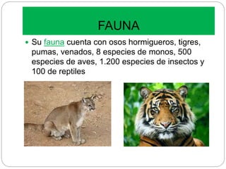 FAUNA
 Su fauna cuenta con osos hormigueros, tigres,
pumas, venados, 8 especies de monos, 500
especies de aves, 1.200 especies de insectos y
100 de reptiles
 
