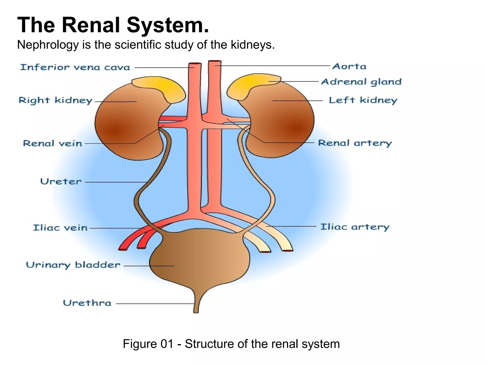 Figure 01 - Structure of the renal system
The Renal System.
Nephrology is the scientific study of the kidneys.
 