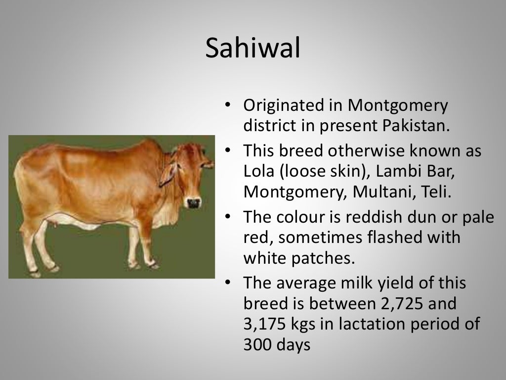 Breeds of cattle in india