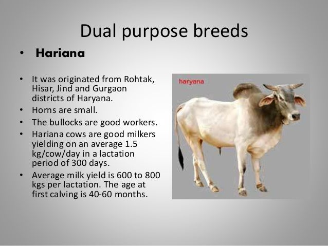 Breeds Of Cattle In India