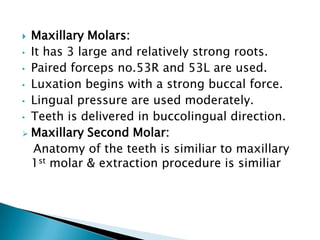  Maxillary Molars:
• It has 3 large and relatively strong roots.
• Paired forceps no.53R and 53L are used.
• Luxation begins with a strong buccal force.
• Lingual pressure are used moderately.
• Teeth is delivered in buccolingual direction.
 Maxillary Second Molar:
Anatomy of the teeth is similiar to maxillary
1st molar & extraction procedure is similiar
 