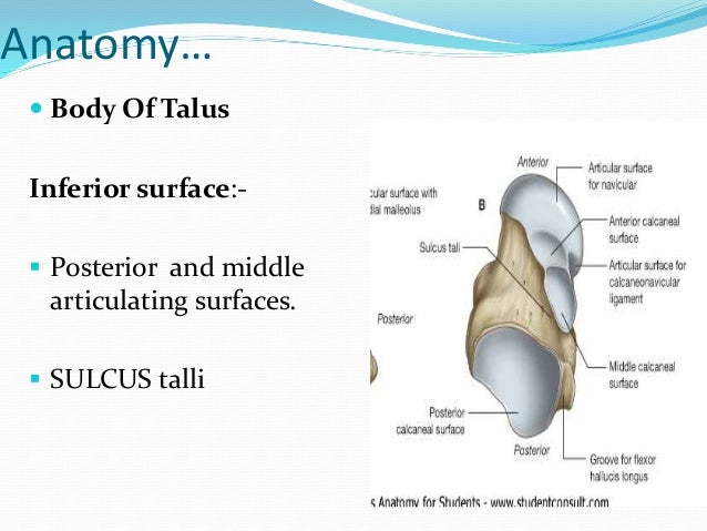 Talar Fracture