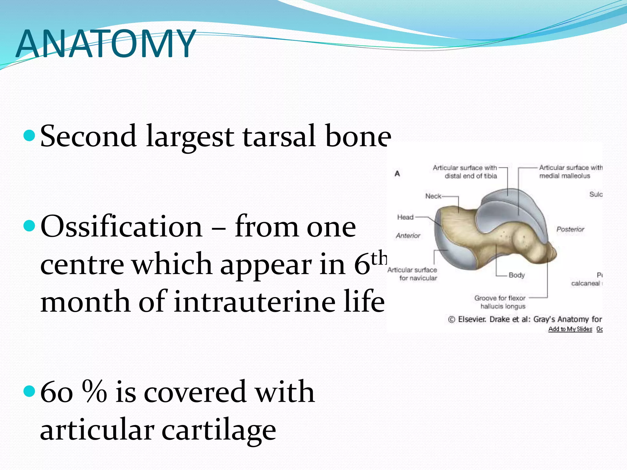 Talus Slides talus fracture | PPTX
