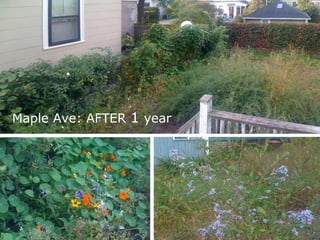 Maple Ave: AFTER 1 year
 