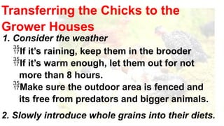 DepED-G11-Q2-M4-1-Brooding & Setting up a brooder.pptx