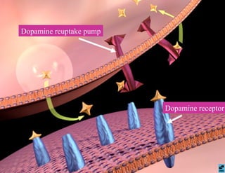 Dopamine receptor Dopamine reuptake pump 