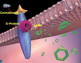cAMP G-Protein Cannabinoids  