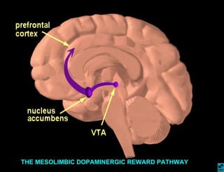 THE MESOLIMBIC DOPAMINERGIC REWARD PATHWAY 