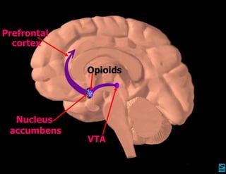 VTA Nucleus accumbens Prefrontal  cortex Opioids 