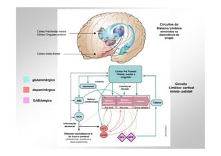Circuitos do
                                                                                                                Sistema Límbico
  Córtex Pré-frontal medial                                                                                        envolvidos na
  Córtex Cingulato anterior                                                                                       dependência de
                                                                                                                      drogas




  Córtex órbito-frontal




                                                                              Córtex Pré Frantal:
                                                                               Orbital, medial e
                                                                                  cingulato
glutaminérgico                                           contexto
                                                                                                                             Circuito
                                             hipocampo                           Controle da
                                                                                  decisão                               Límbico- cortical
dopaminérgico
                                                                                                                         striato- palidall

                                                Reforço                           Reforço
GABAérgico                             ABL    condicionado
                                                                  Reforço                           Hábitos
                                                                estimulante     condicionado                  Tálamo




                                       NCA

                          Informação
                           sensorial
                                                              AVT

                          Efetores hipotalâmicos e
                                                              pcSN
                             do tronco cerebral                                  GPV     GPD
                           (autonômicos, somáticos e
                                neuro-endócrinos)
 