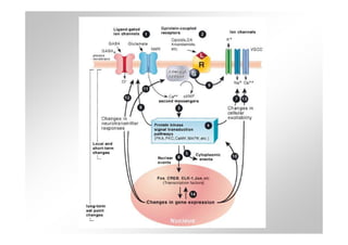 Dependencia de drogas minicurso bio07
