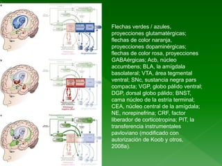 Flechas verdes / azules,
proyecciones glutamatérgicas;
flechas de color naranja,
proyecciones dopaminérgicas;
flechas de color rosa, proyecciones
GABAérgicas; Acb, núcleo
accumbens; BLA, la amígdala
basolateral; VTA, área tegmental
ventral; SNc, sustancia negra pars
compacta; VGP, globo pálido ventral;
DGP, dorsal globo pálido; BNST,
cama núcleo de la estría terminal;
CEA, núcleo central de la amígdala;
NE, norepinefrina; CRF, factor
liberador de corticotropina; PIT, la
transferencia instrumentales
pavloviano (modificado con
autorización de Koob y otros,
2008a).
 