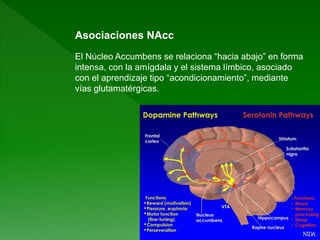 Asociaciones NAcc
El Núcleo Accumbens se relaciona “hacia abajo” en forma
intensa, con la amígdala y el sistema límbico, asociado
con el aprendizaje tipo “acondicionamiento”, mediante
vías glutamatérgicas.
 