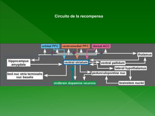 Circuito de la recompensa
 