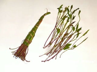 Kath “Capt. Phillips”
 