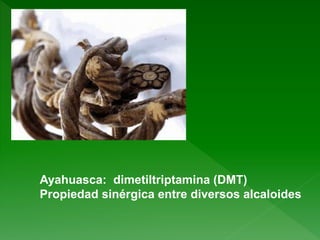 Ayahuasca: dimetiltriptamina (DMT)
Propiedad sinérgica entre diversos alcaloides
 