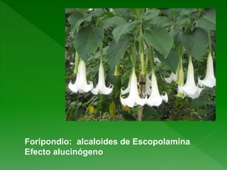 Foripondio: alcaloides de Escopolamina
Efecto alucinógeno
 