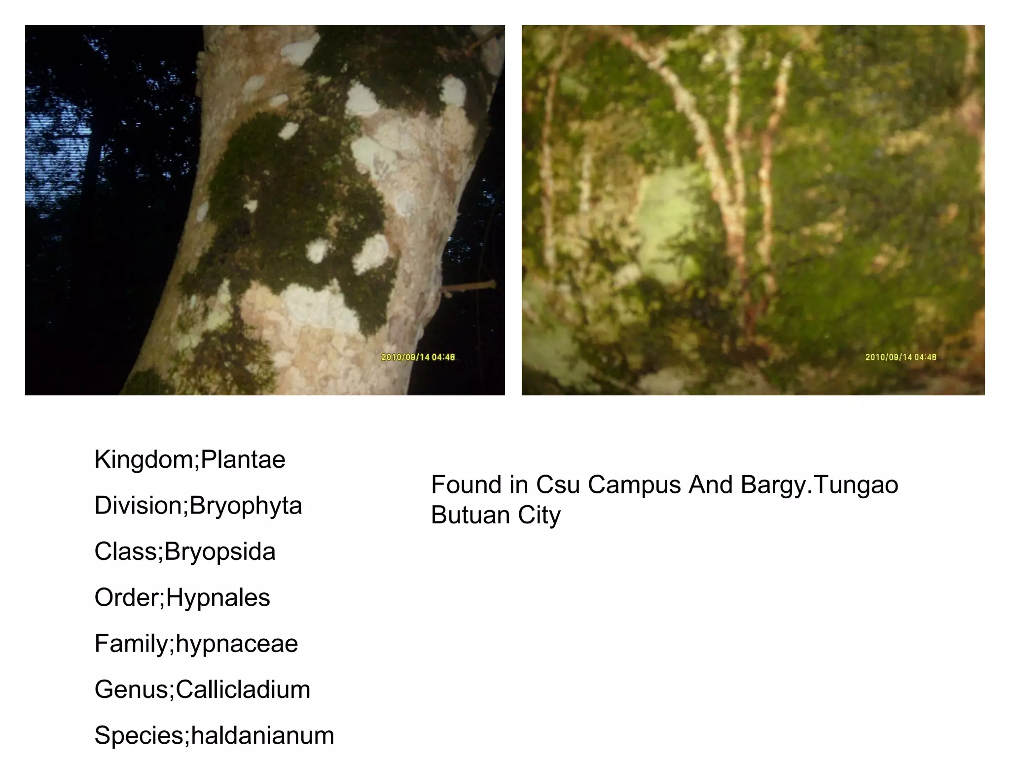 Kingdom;Plantae Division;Bryophyta Class;Bryopsida Order;Hypnales Family;hypnaceae Genus;Callicladium Species;haldanianum Found in Csu Campus And Bargy.Tungao Butuan City 