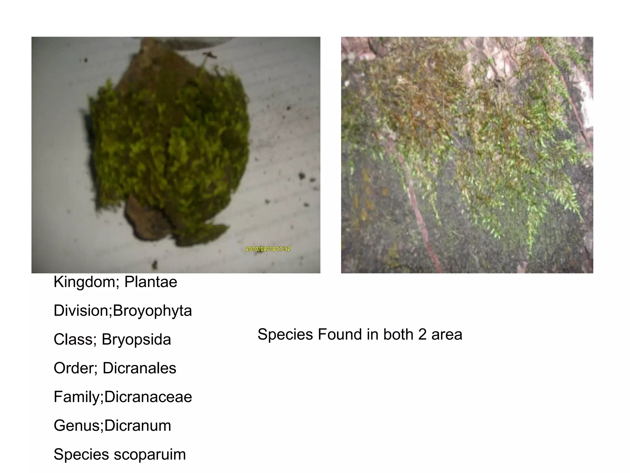Kingdom; Plantae Division;Broyophyta Class; Bryopsida Order; Dicranales Family;Dicranaceae Genus;Dicranum Species scoparuim Species Found in both 2 area 