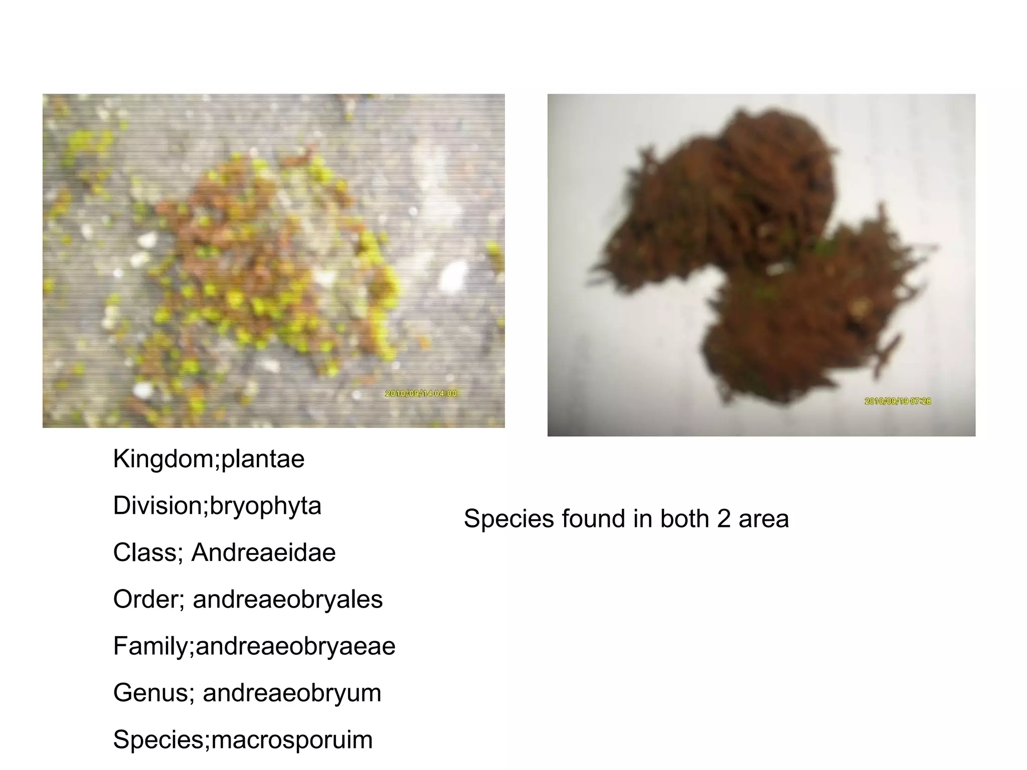 Kingdom;plantae Division;bryophyta  Class; Andreaeidae Order; andreaeobryales Family;andreaeobryaeae Genus; andreaeobryum Species;macrosporuim Species found in both 2 area 