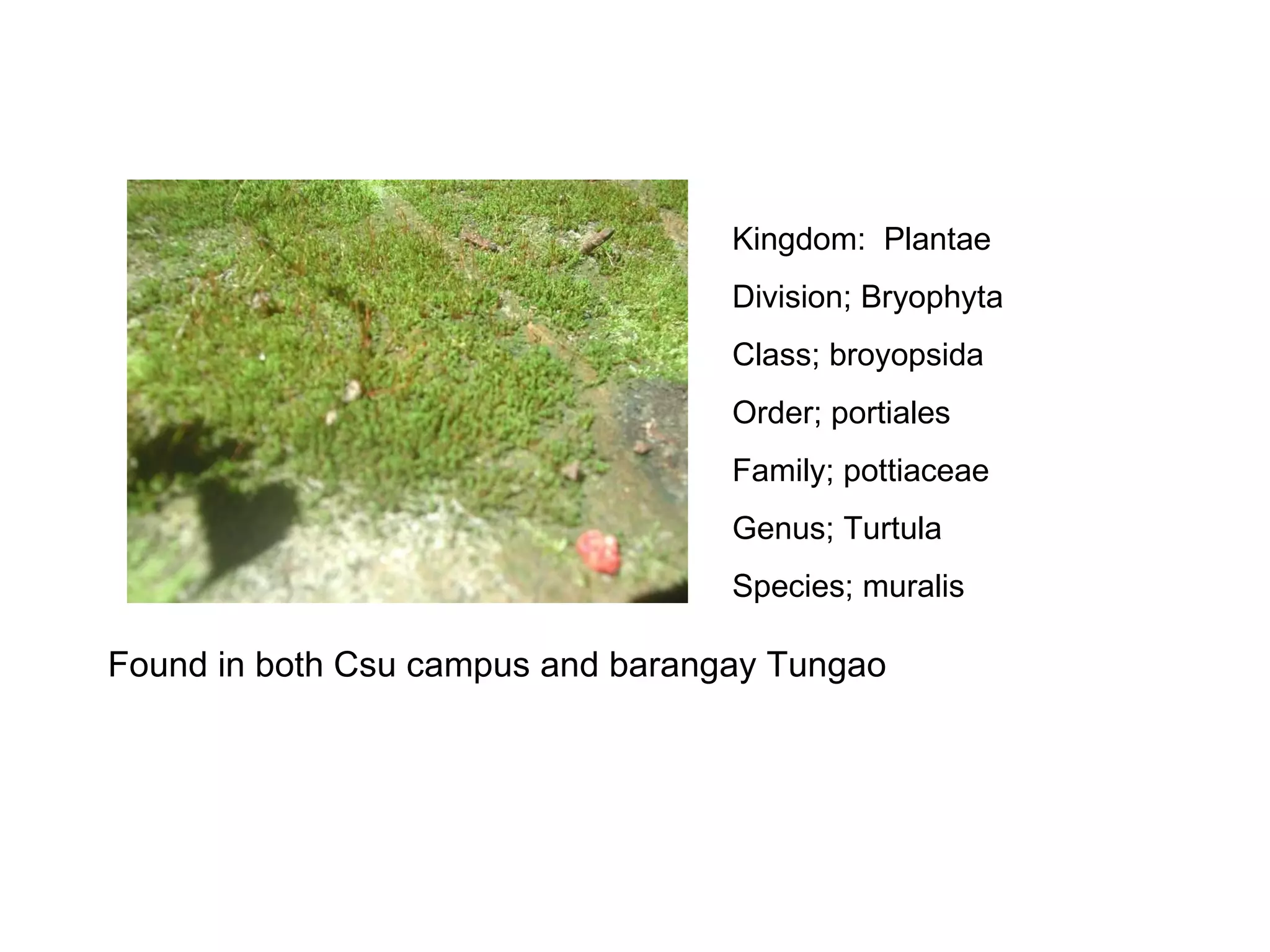 Kingdom:  Plantae Division; Bryophyta Class; broyopsida Order; portiales Family; pottiaceae Genus; Turtula Species; muralis Found in both Csu campus and barangay Tungao 