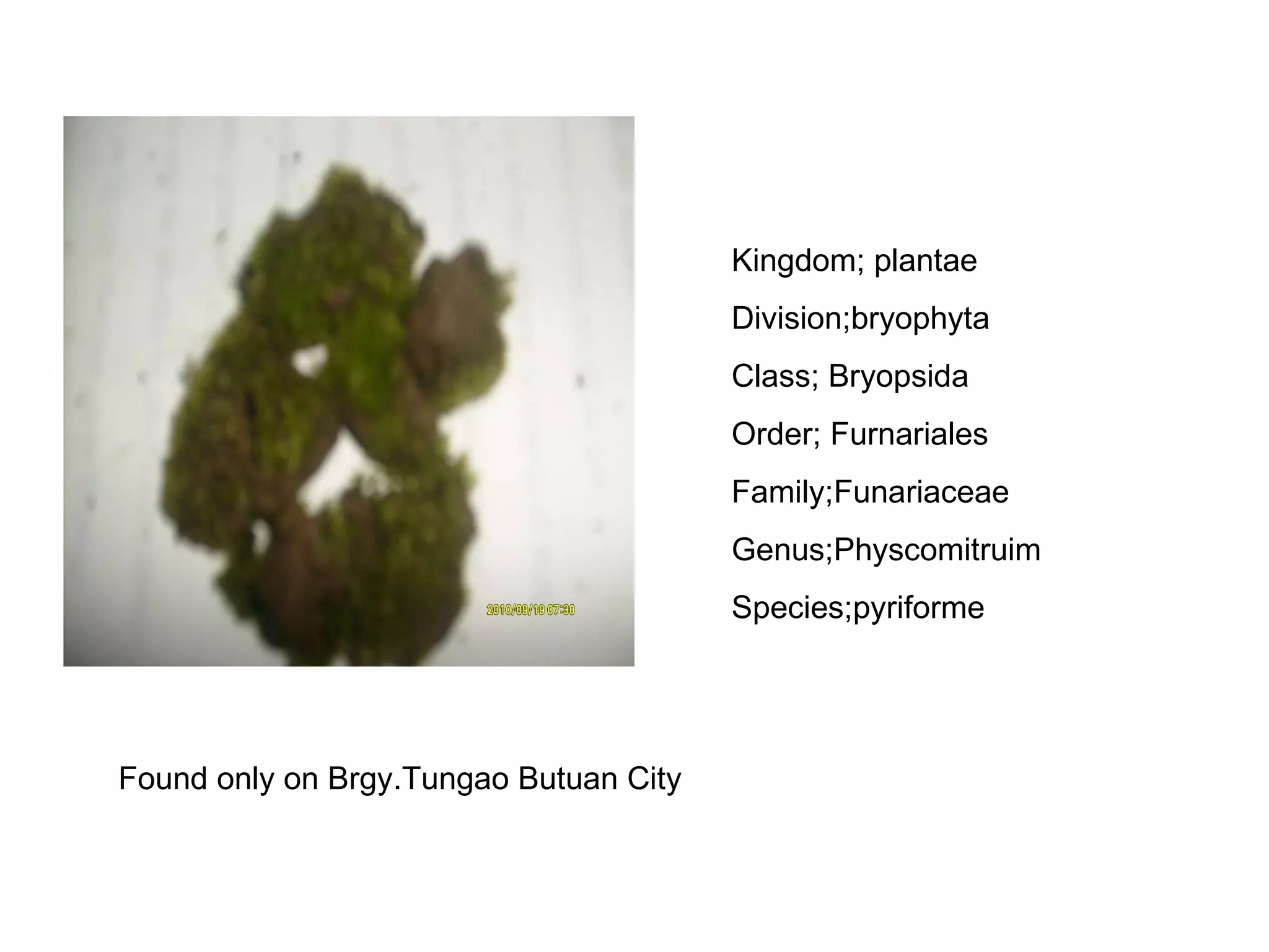 Kingdom; plantae Division;bryophyta Class; Bryopsida Order; Furnariales Family;Funariaceae Genus;Physcomitruim Species;pyriforme Found only on Brgy.Tungao Butuan City 