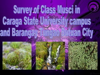 Survey of Class Musci in Caraga State University campus  and Barangay Tungao Butuan City 