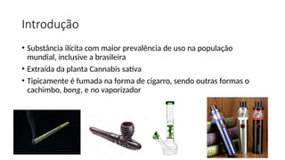 Introdução
• Substância ilícita com maior prevalência de uso na população
mundial, inclusive a brasileira
• Extraída da planta Cannabis sativa
• Tipicamente é fumada na forma de cigarro, sendo outras formas o
cachimbo, bong, e no vaporizador
 