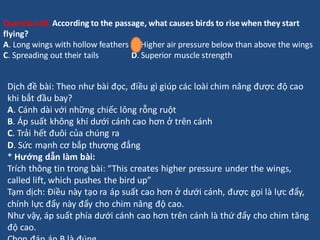 Question40. According to the passage, what causes birds to rise when they start
flying?
A. Long wings with hollow feathers...