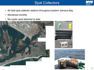 11
Spat Collectors
• 40 total spat collector stations throughout eastern Jamaica Bay
• Monitored monthly
• No oyster spat ...