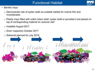 12
Functional Habitat
• Benthic trays
o Demonstrate role of oyster reefs as suitable habitat for marine fish and
invertebr...