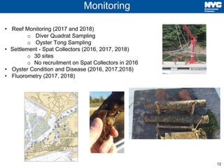 12
Monitoring
• Reef Monitoring (2017 and 2018)
o Diver Quadrat Sampling
o Oyster Tong Sampling
• Settlement - Spat Collec...