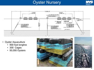 Dep head of bay oyster project jam bay task force november 2016