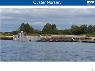 5
Oyster Nursery
 