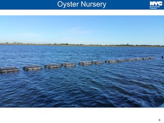 6
Oyster Nursery
 