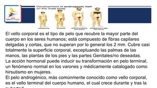 El vello corporal es el tipo de pelo que recubre la mayor parte del
cuerpo en los seres humanos; está compuesto de fibras capilares
delgadas y cortas, que no superan por lo general los 2 mm. Cubre casi
totalmente la superficie corporal, exceptuando las palmas de las
manos, las plantas de los pies y las partes Genitales/no deseadas.
La acción hormonal puede inducir su transformación en pelo terminal,
un fenómeno normal en los varones y médicamente catalogado como
hirsutismo en mujeres.
El pelo androgénico, más comúnmente conocido como vello corporal,
es el vello terminal del cuerpo humano, el cual crece durante y tras la
 