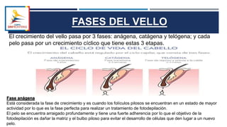 El crecimiento del vello pasa por 3 fases: anágena, catágena y telógena; y cada
pelo pasa por un crecimiento cíclico que tiene estas 3 etapas.
FASES DEL VELLO
Fase anágena
Está considerada la fase de crecimiento y es cuando los folículos pilosos se encuentran en un estado de mayor
actividad por lo que es la fase perfecta para realizar un tratamiento de fotodepilación.
El pelo se encuentra arraigado profundamente y tiene una fuerte adherencia por lo que el objetivo de la
fotodepilación es dañar la matriz y el bulbo piloso para evitar el desarrollo de células que den lugar a un nuevo
pelo.
 