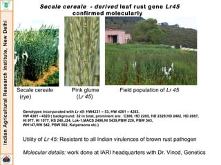 Deployment of rust resistance genes in wheat varieties | PPT