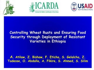 Controlling Wheat Rusts and Ensuring Food
Security through Deployment of Resistant
Varieties in Ethiopia
A. Atilaw, Z. Bishaw, F. Eticha, S. Gelalcha, Z.
Tadesse, O. Abdalla, A. Fikire, S. Ahmed, S. Silim
 