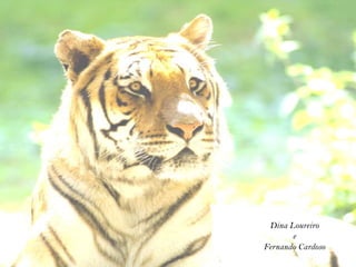 Dina Loureiro
       e
Fernando Cardoso
 