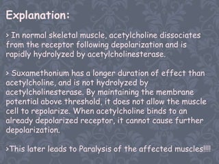 Explanation:
> In normal skeletal muscle, acetylcholine dissociates
from the receptor following depolarization and is
rapidly hydrolyzed by acetylcholinesterase.

> Suxamethonium has a longer duration of effect than
acetylcholine, and is not hydrolyzed by
acetylcholinesterase. By maintaining the membrane
potential above threshold, it does not allow the muscle
cell to repolarize. When acetylcholine binds to an
already depolarized receptor, it cannot cause further
depolarization.

>This later leads to Paralysis of the affected muscles!!!!
 