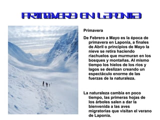 CLIMA  Laponia pertenece a la zona del clima continental y sus características son los inviernos con mucha nieve, los veranos relativamente calientes por las corrientes del Golf. Las diferencias de las estaciones del año en Laponia son muy marcadas, ya que se puede sentir la primavera, el verano, el otoño, el kaamos y el largo invierno que dura casi seis meses. 