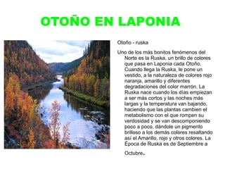 PRIMAVERA EN LAPONIA Primavera De Febrero a Mayo es la época de primavera en Laponia, a finales de Abril o principios de Mayo la nieve se retira haciendo riachuelos que murmuran en los bosques y montañas. Al mismo tiempo los hielos de los ríos y lagos se deslizan creando un espectáculo enorme de las fuerzas de la naturaleza.  La naturaleza cambia en poco tiempo, las primeras hojas de los árboles salen a dar la bienvenida a las aves migratorias que visitan el verano de Laponia. 