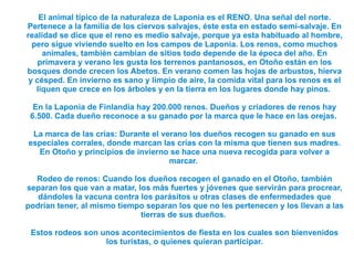 FLORA EN LAPONIA Laponia Forestal: El rey de esta área es el PINO, el Abeto mucho más raro, también el liquen es muy común en los bosques de pinos. El pino canijo crece en el terreno pantanoso y hay muchos de estos en Laponia 