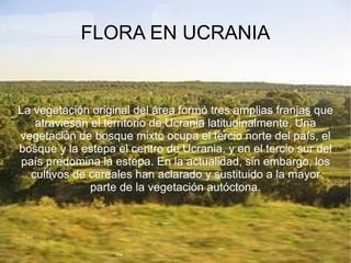 CURIOSIDAD EN LAPONIA 